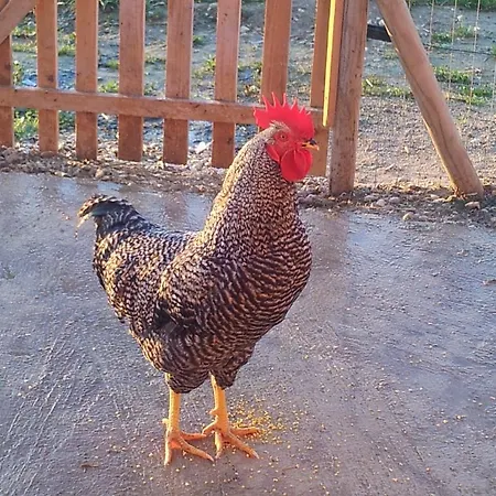 Il Fosso Del Gallo Casa di campagna *