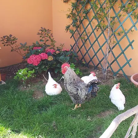 Il Fosso Del Gallo * Silvi Marina