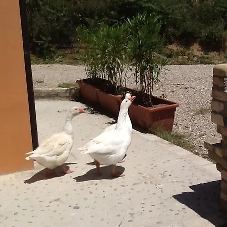 Il Fosso Del Gallo *